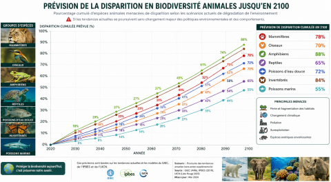 Disparition Biodiversité Espèce Animales